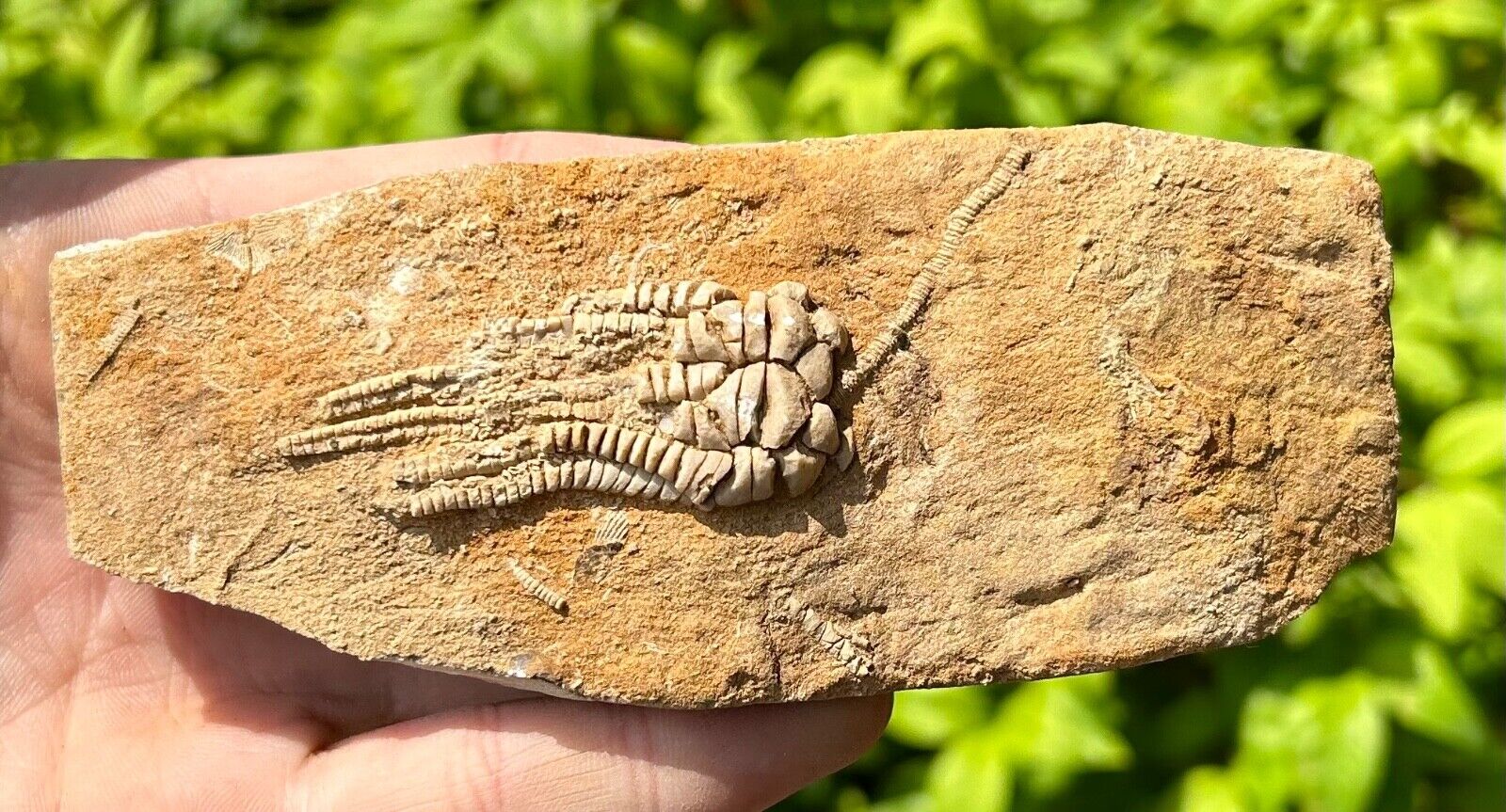 NICE Fossil Crinoid with Stem in Matrix Cymbiocrinus Alabama Bangor Limestone Fm