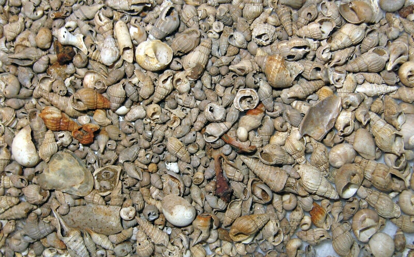 Eocene mollusc snail microfossil sample Cook Mountain Formation Texas