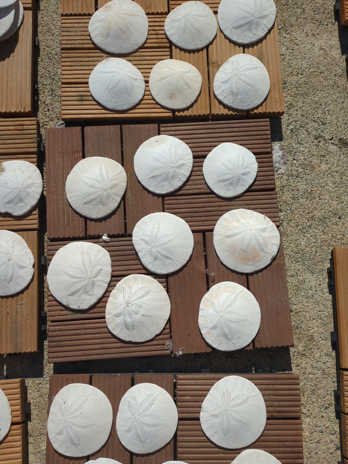  SAND DOLLARS From San Francisco Ocean Beach (3-4inches Wide) (Set Of 20)