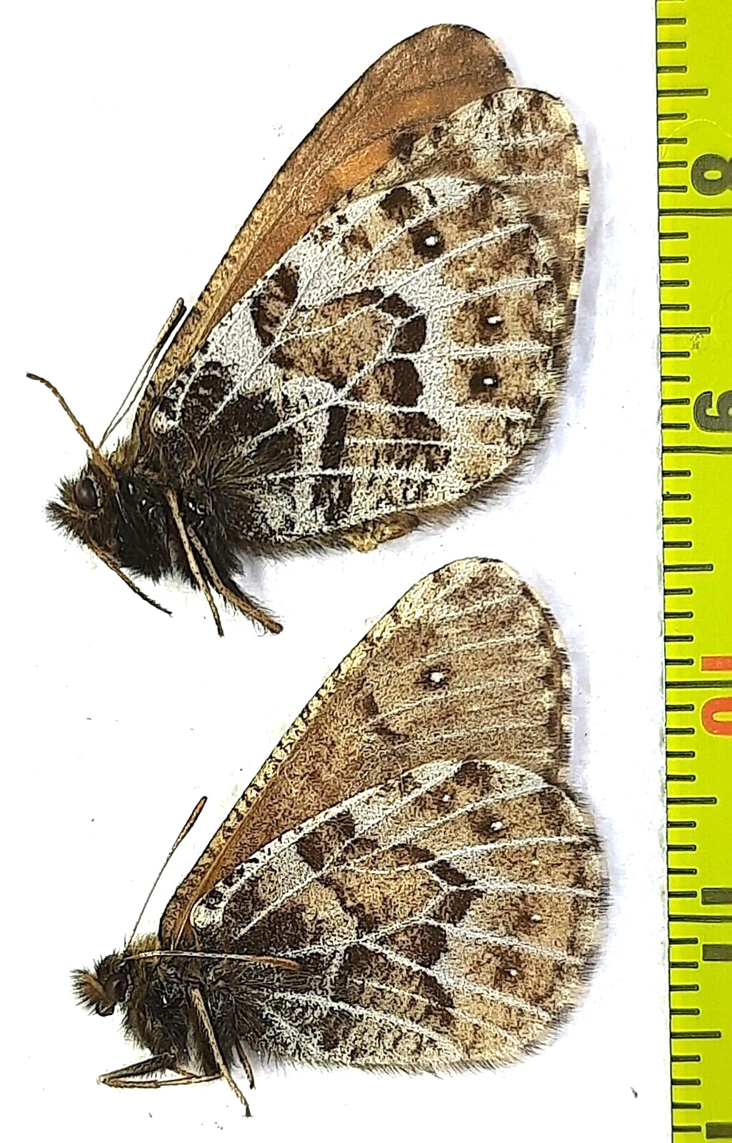 Satyridae, Oeneis sculda sculda 2m A1, E. Russia  (S. Siberia)