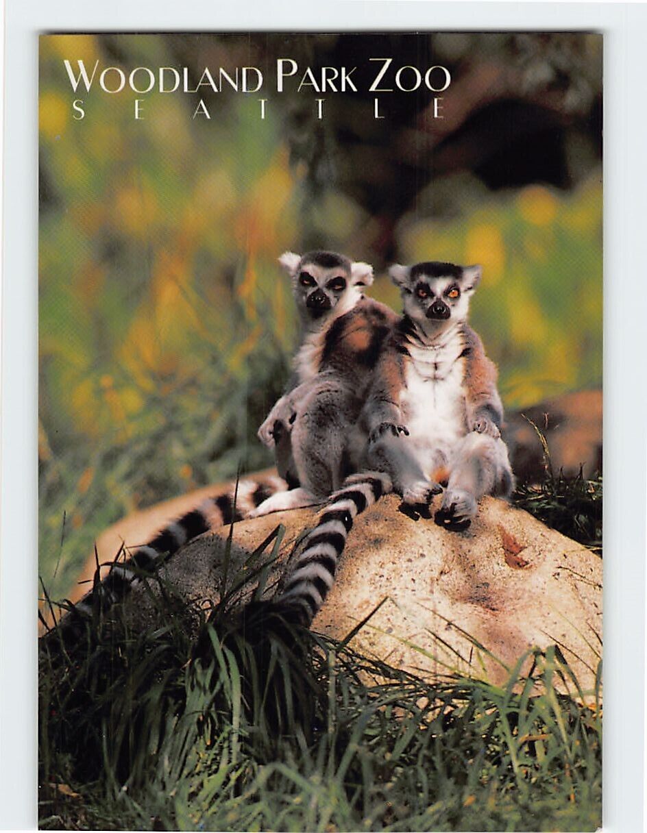 Postcard Ring Tailed Lemur Woodland Park Zoo Seattle Washington USA