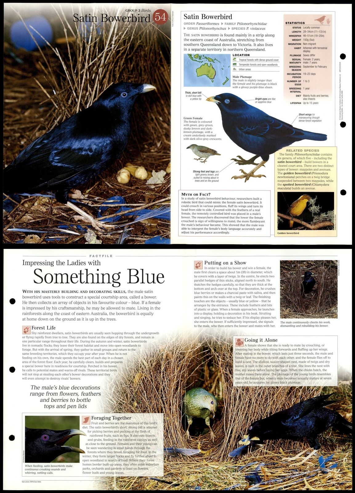 Satin Bowerbird #54 Birds - Discovering Wildlife Fact File Fold-Out Card