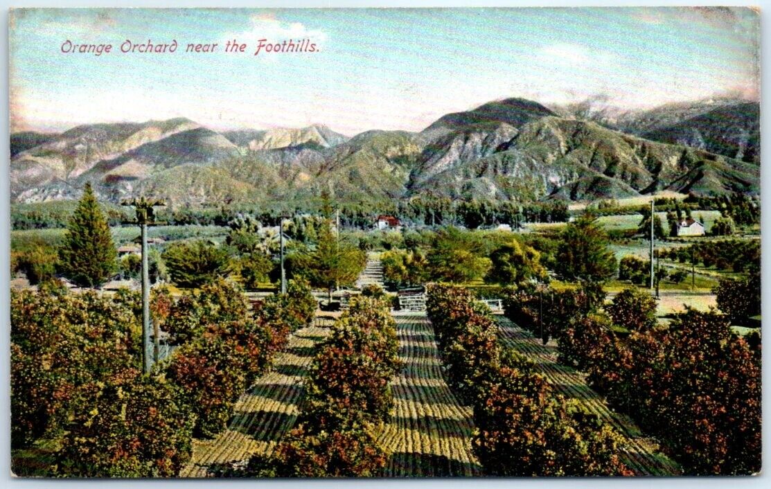 Postcard - Orange Orchard near the foothills - California