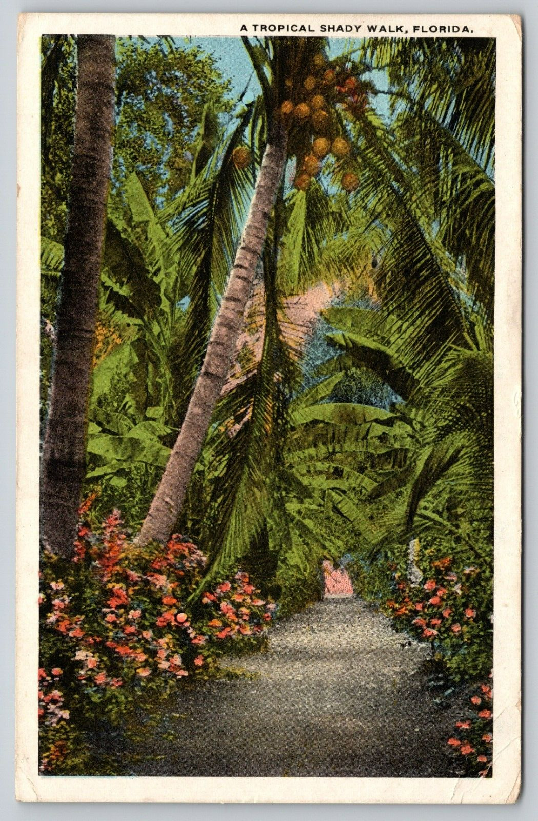 Postcard FL Florida A Tropical Shady Walk WB A18
