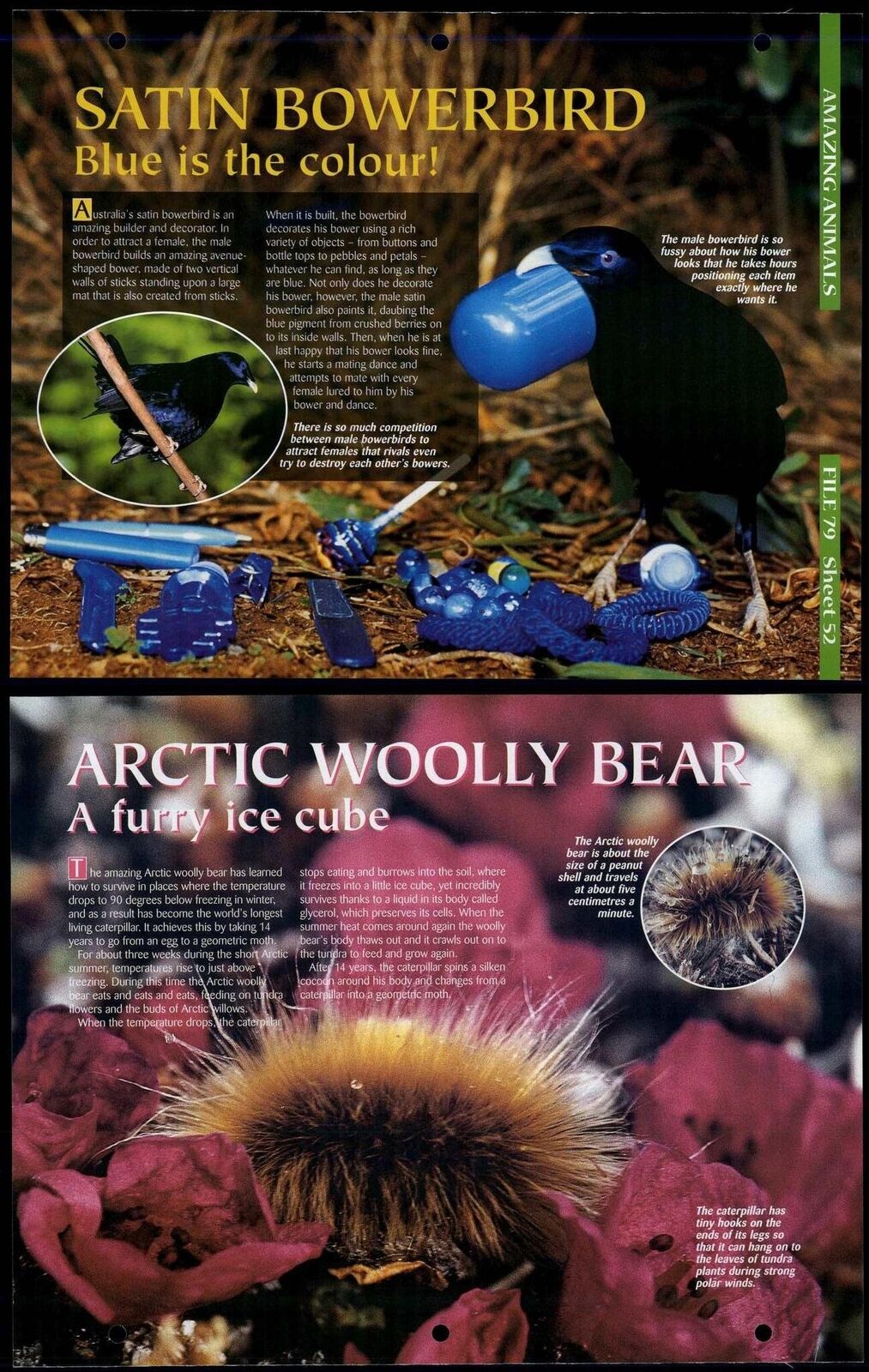 Satin Bowerbird / Arctic Wooly Bear #52 Amazing Animals, Animals, Animals Page