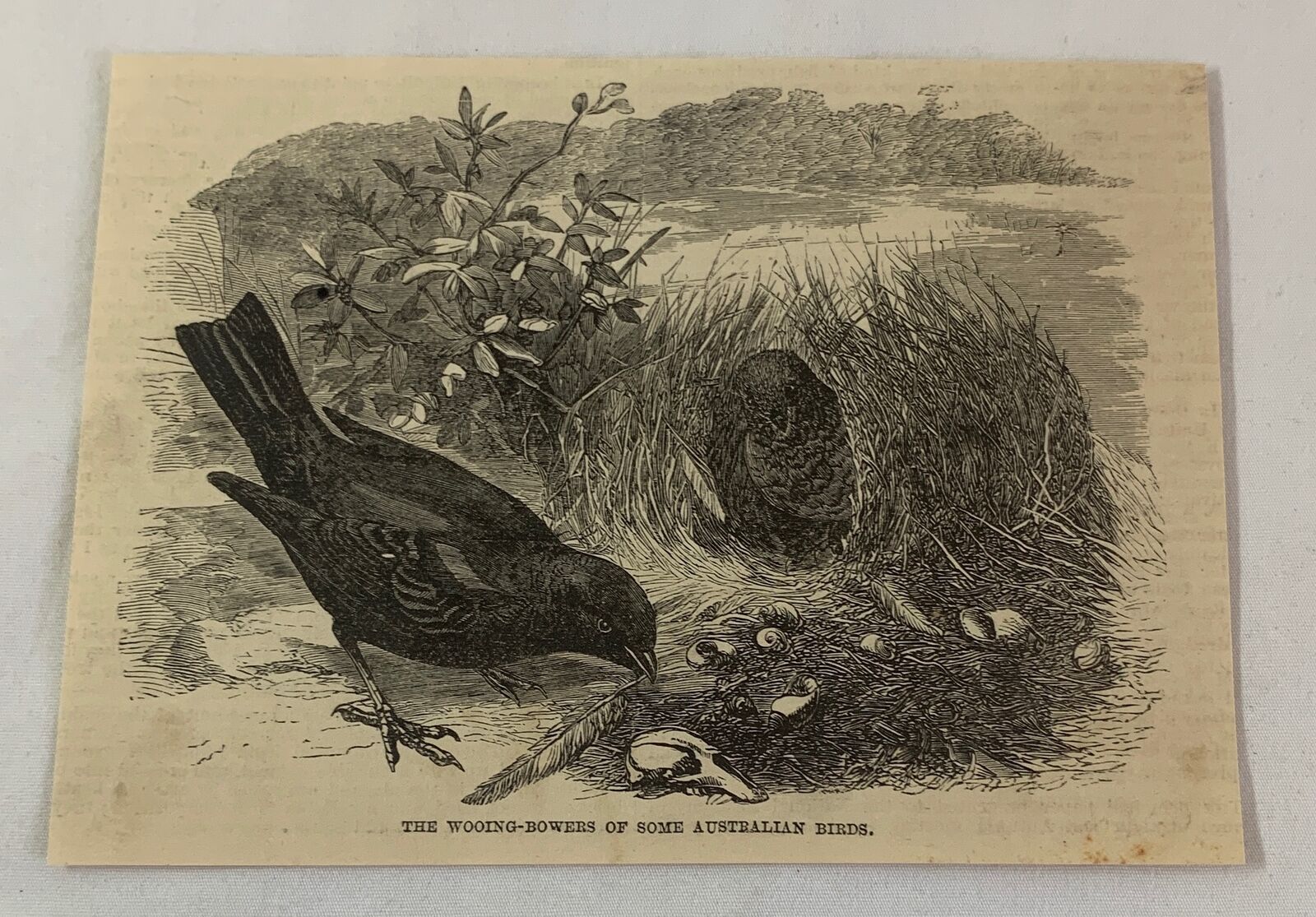 1886 magazine engraving ~ WOOING BOWERS OF AUSTRALIAN BIRDS