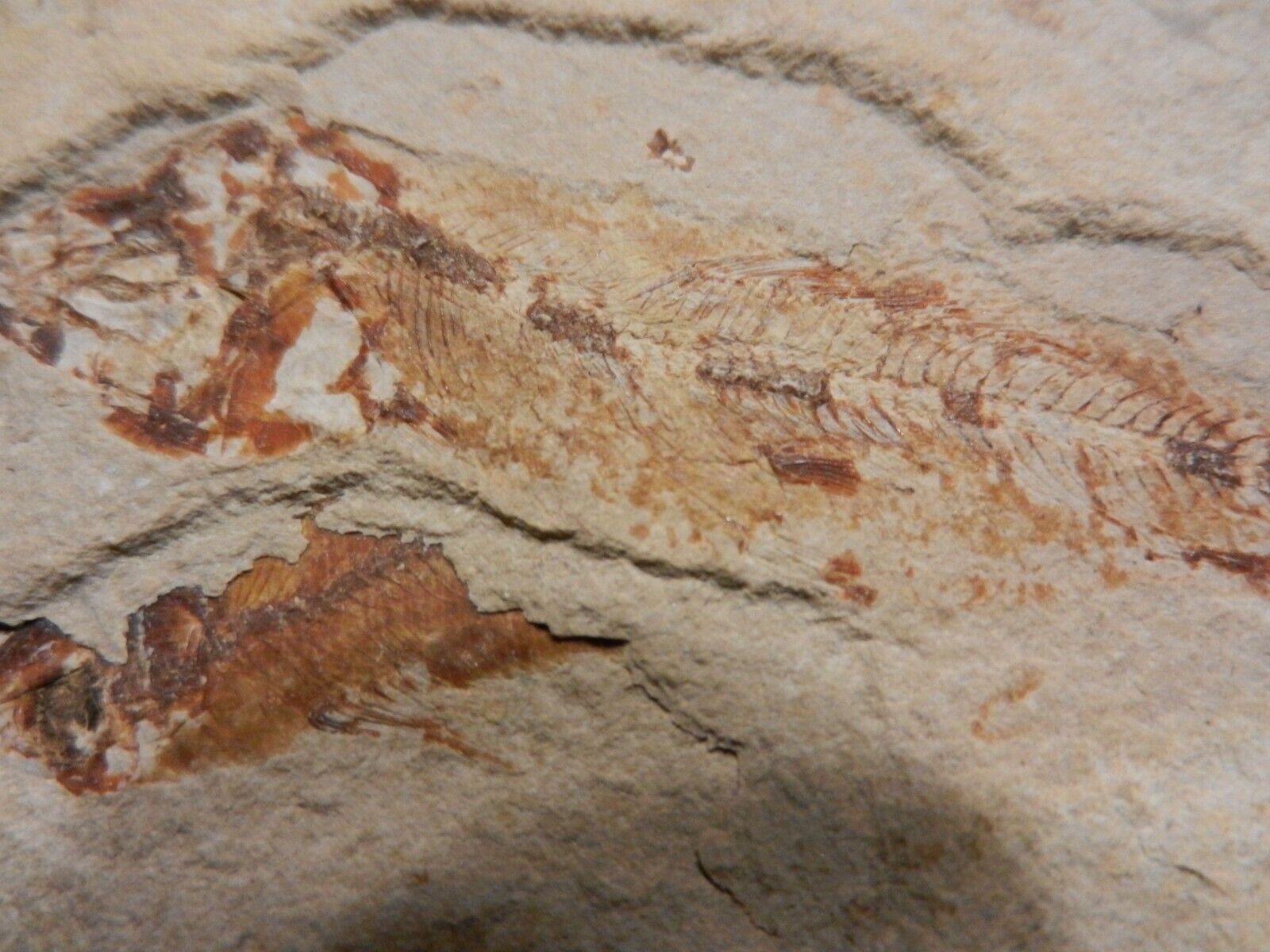 RARE Fossil Fish 1869 Pesci Eocene Era, from Libano on a Rock Fresh to Market