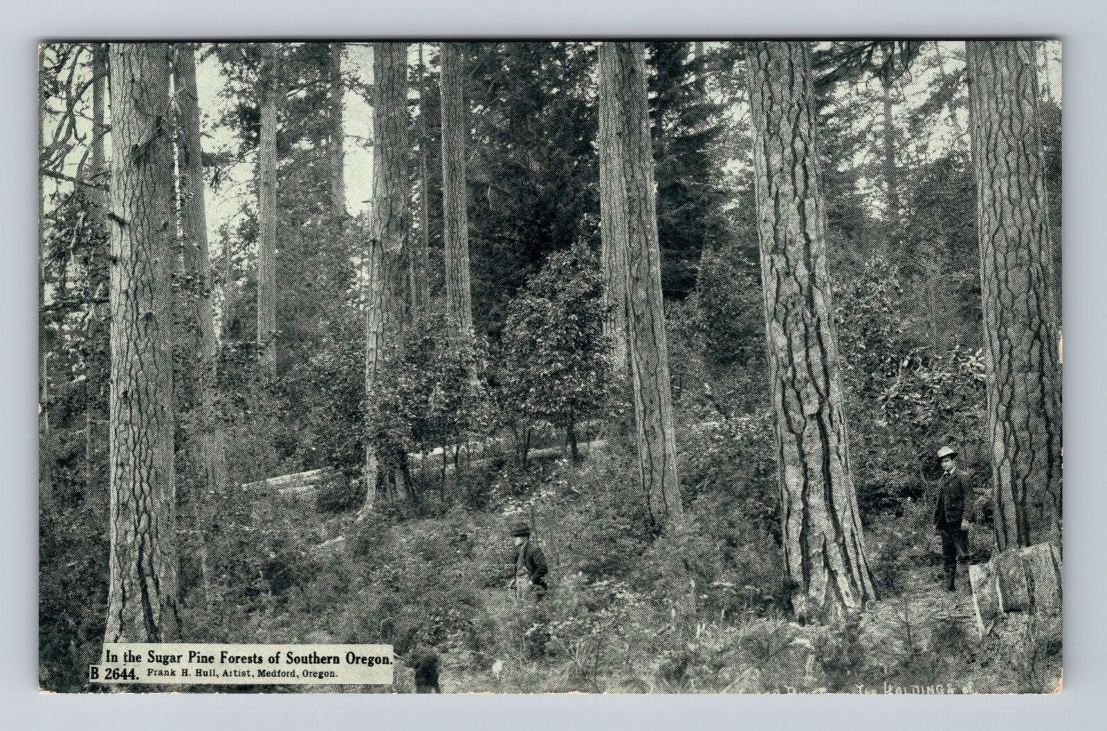 OR-Oregon, Scenic Greeting, Views in Sugar Pine Forests, Vintage Postcard