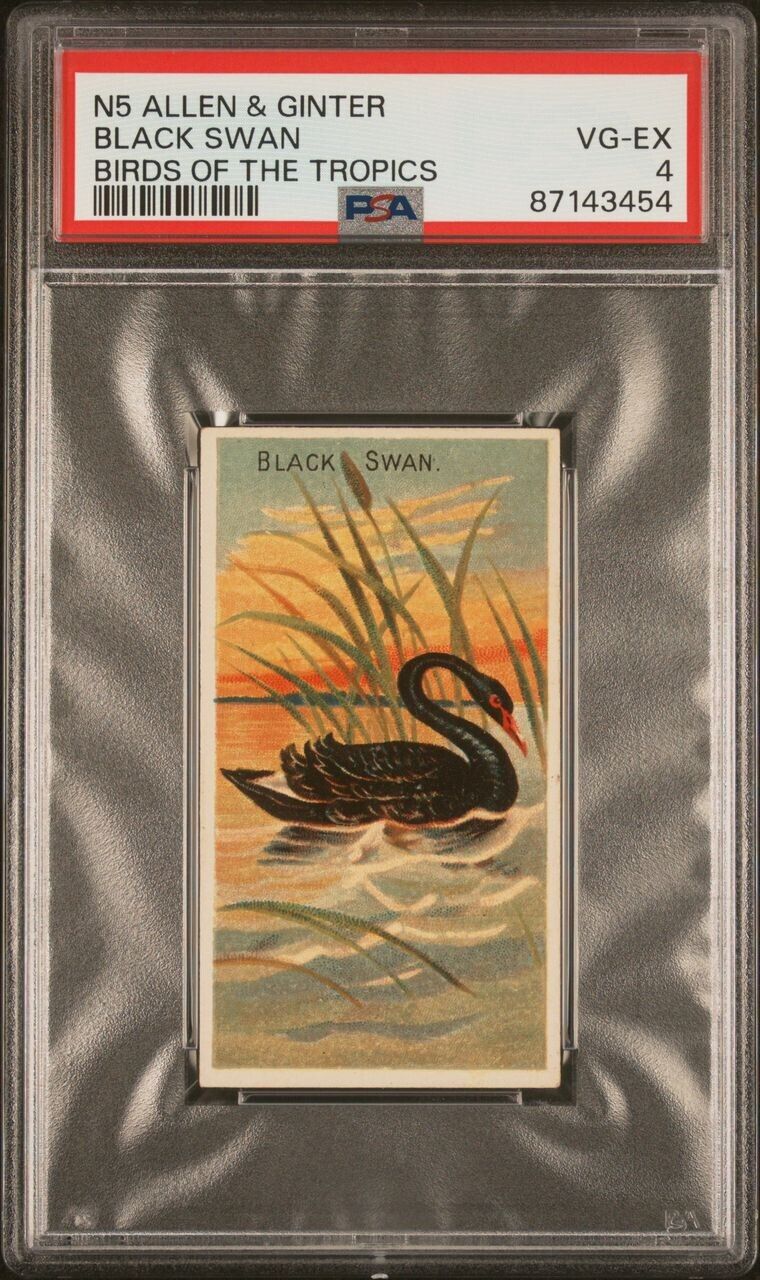1889 N5 ALLEN & GINTER BIRDS OF THE TROPICS (PSA 4 VG/EX) BLACK SWAN