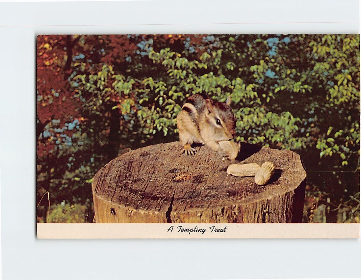 Postcard Squirrel Eating Nuts