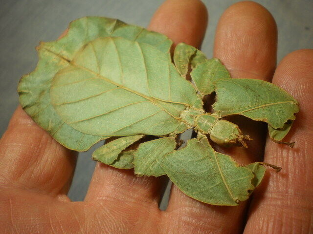 insect full data species 3 1/2 + inches  A 1 leaf mimic 