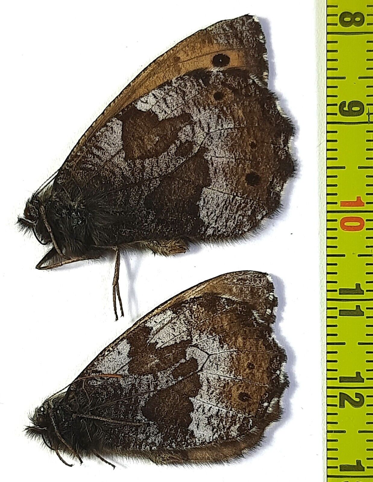 Satyridae, Oeneis magna staudingeri  2m A1, E. Russia  (S. Siberia)