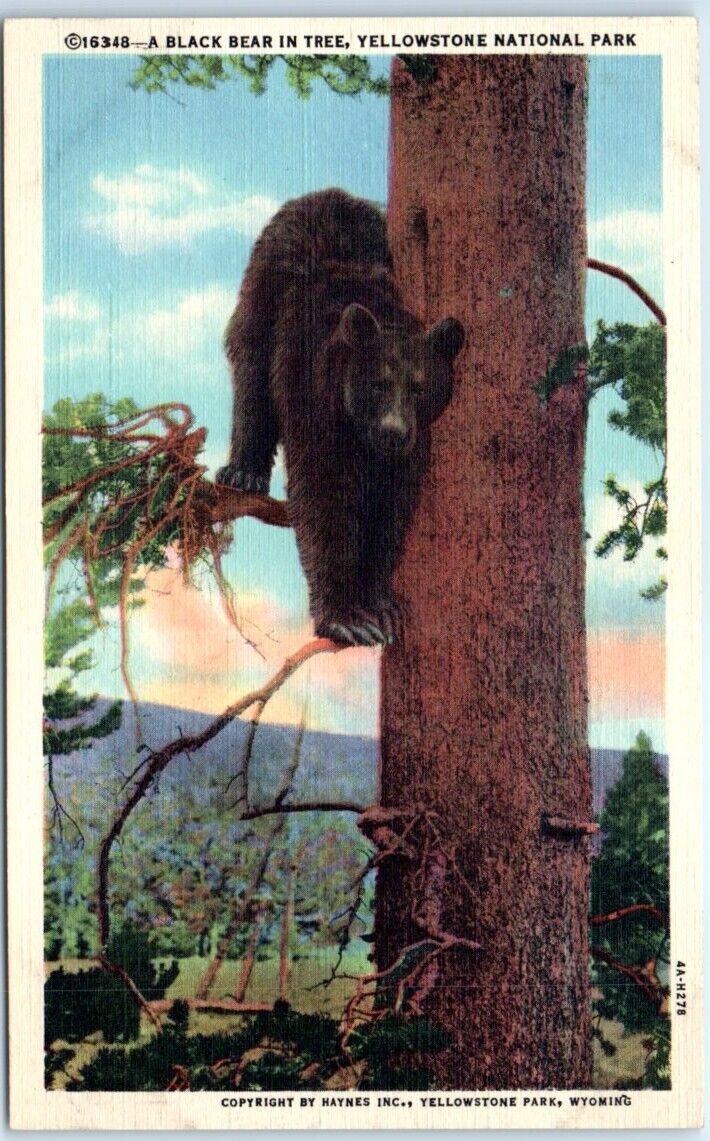 Postcard - A Black Bear in Tree, Yellowstone National Park, Wyoming, USA