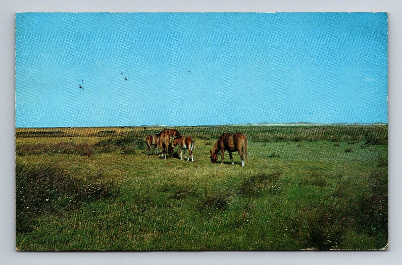 Outer Banks Wild Horses North Carolina Ocracoke Island NC Postcard