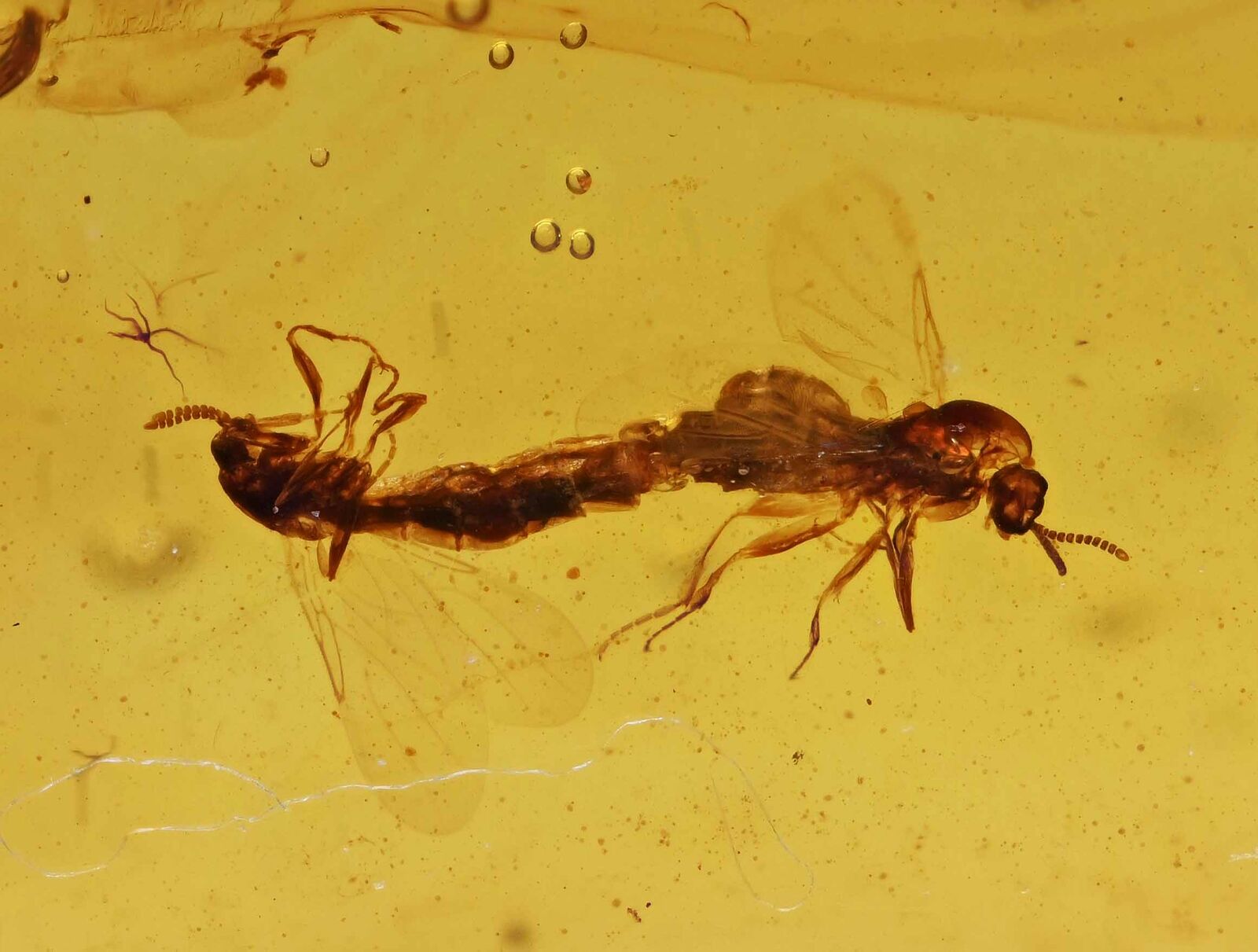 Rare Mating pair of Brachycera (Flies), Fossil inclusion in Burmese Amber