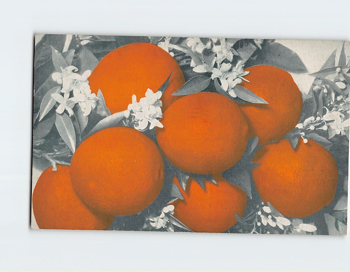 Postcard Oranges From The Parent Orange Tree Riverside California USA
