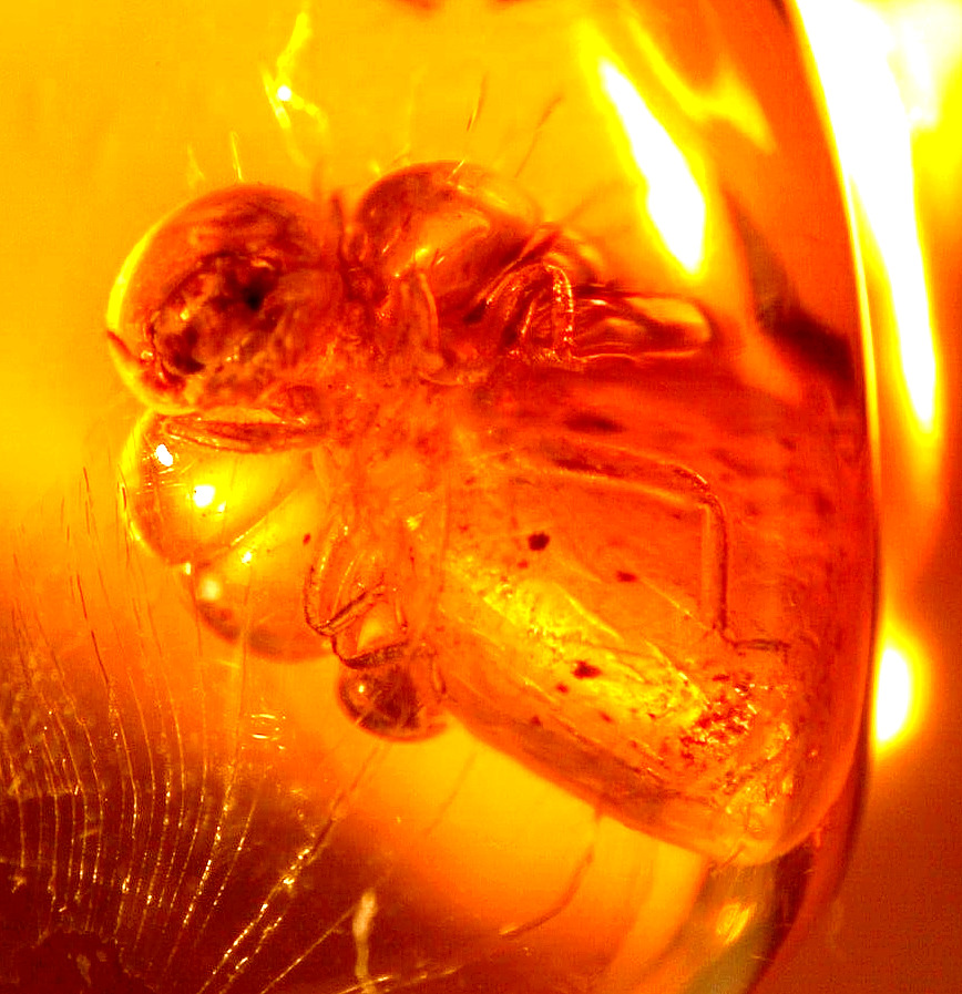 Bloated Methane Termite with Methane Bubbles in Dominican Amber Fossil Gem