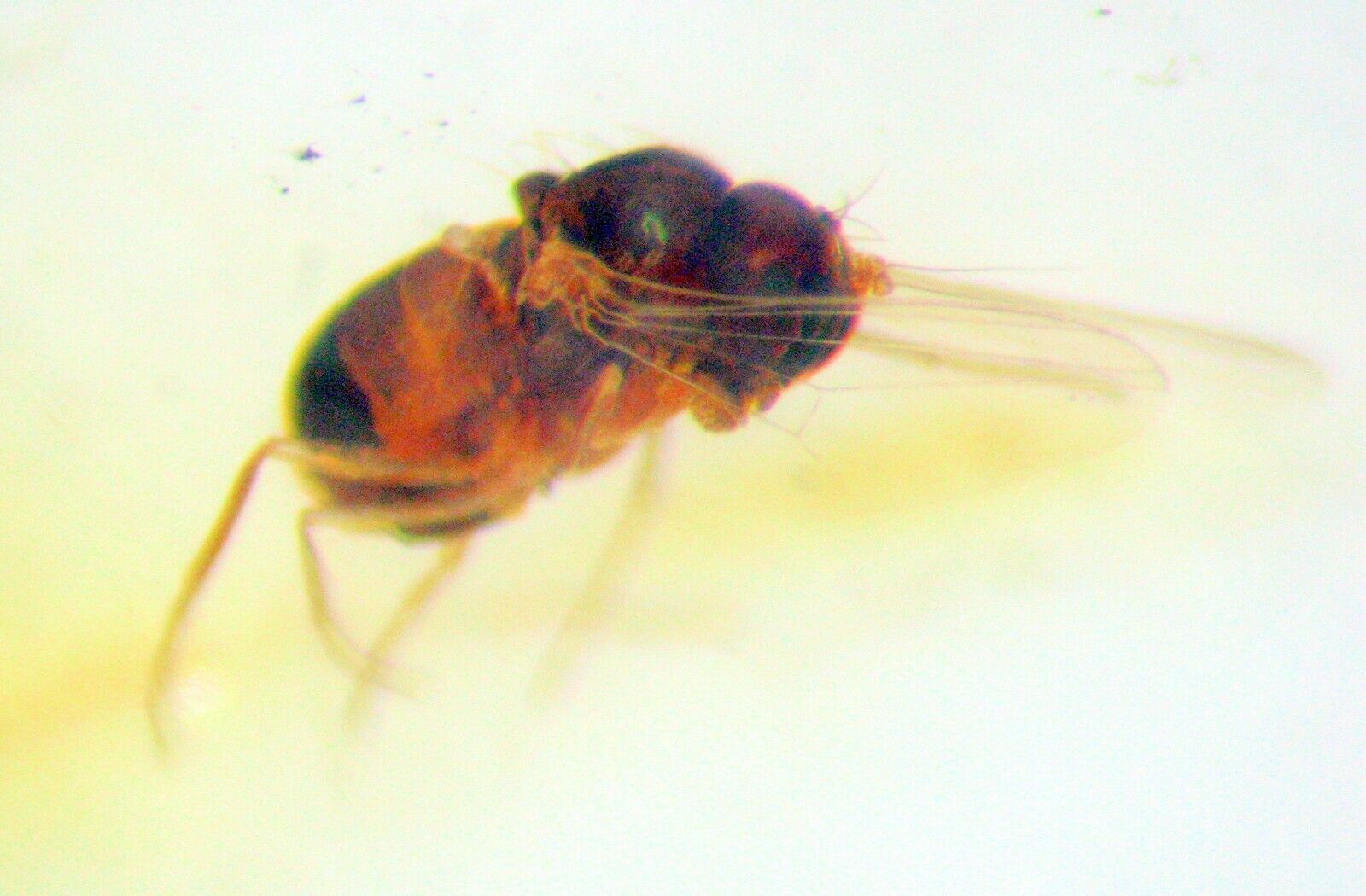 Pliocene Amber from Africa with fossil insect inclusion sweat bee in flight #37