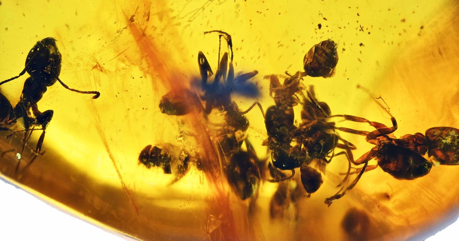 Large Swarm of Aculeata, Formicidae (Ant), Fossil Inclusion in Dominican Amber