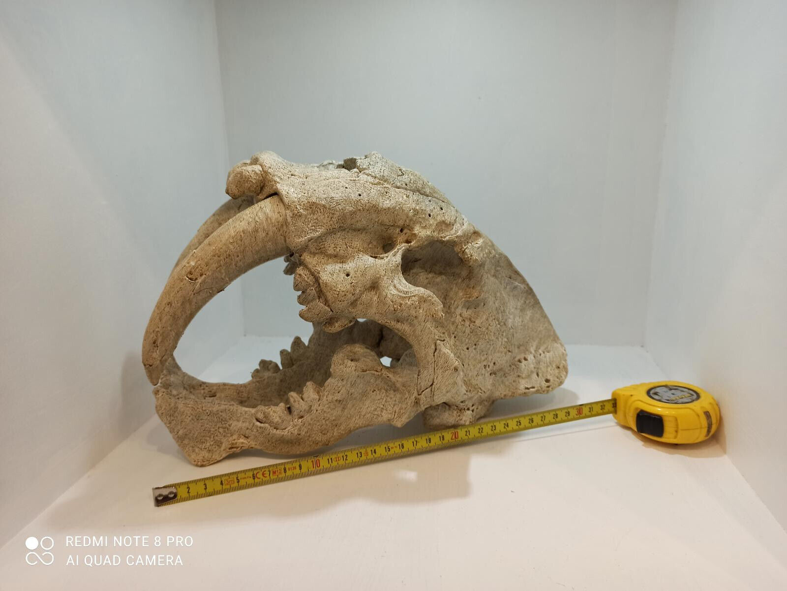 Smilodon fatalis, skull replika life size 1:1