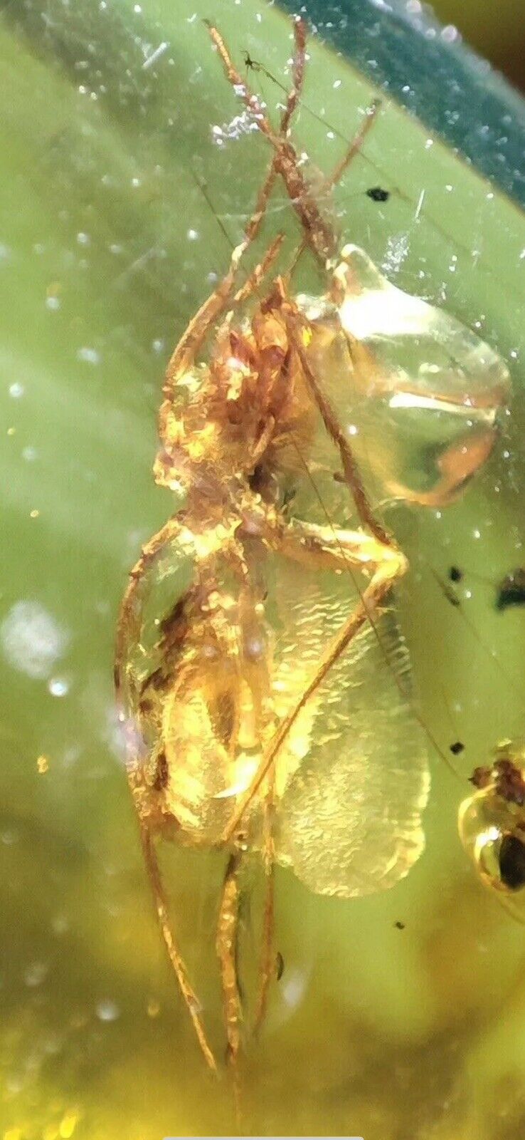 Large Amber Inclusion Fossil Bug 1.1 Inch