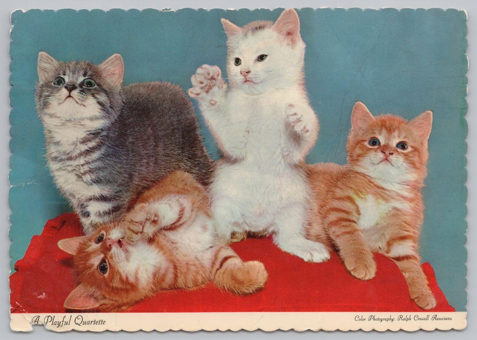 Animal~Kittens On Cloth Playful Quartette~Continental Postcard