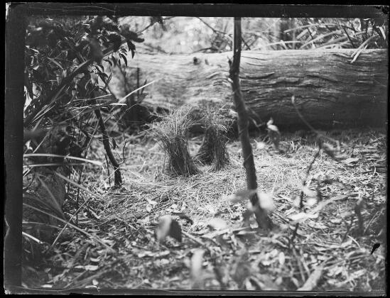 Bower bird nest in National Park New South Wales 1930 Old Photo