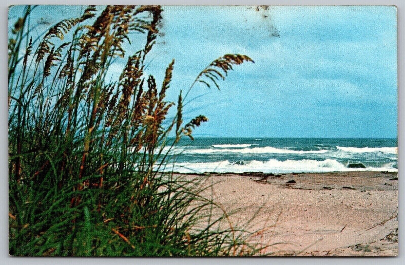Outer Banks North Carolina Nc Golden Sea Oats Wob Pm Postcard