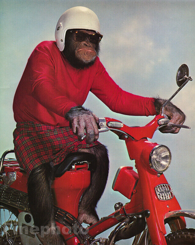 1950s Vintage MONKEY HUMOR Chimpanzee Riding SCOOTER Moto Helmet Photo Art 12x16