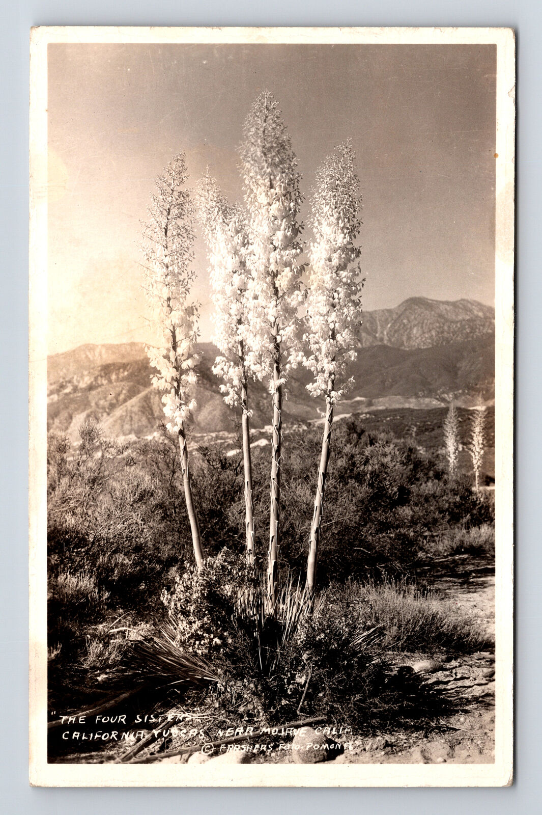 RPPC Four Sisters Giant Yucca Flowers RPO Cancel Mojave California CA Postcard