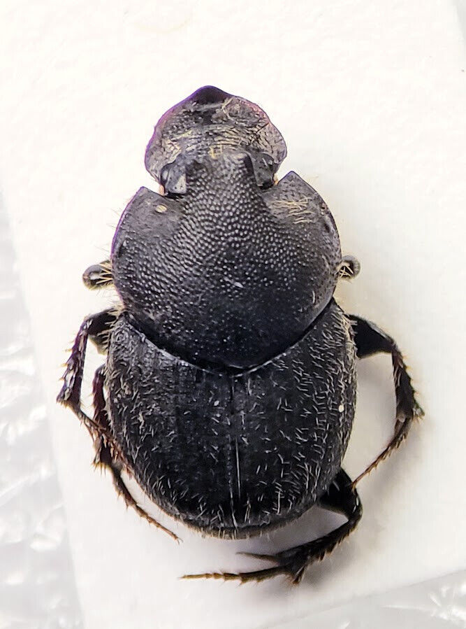 Witch's Scarab: Onthophagus hecate (Scarabaeidae) USA Coleoptera Dung Beetle