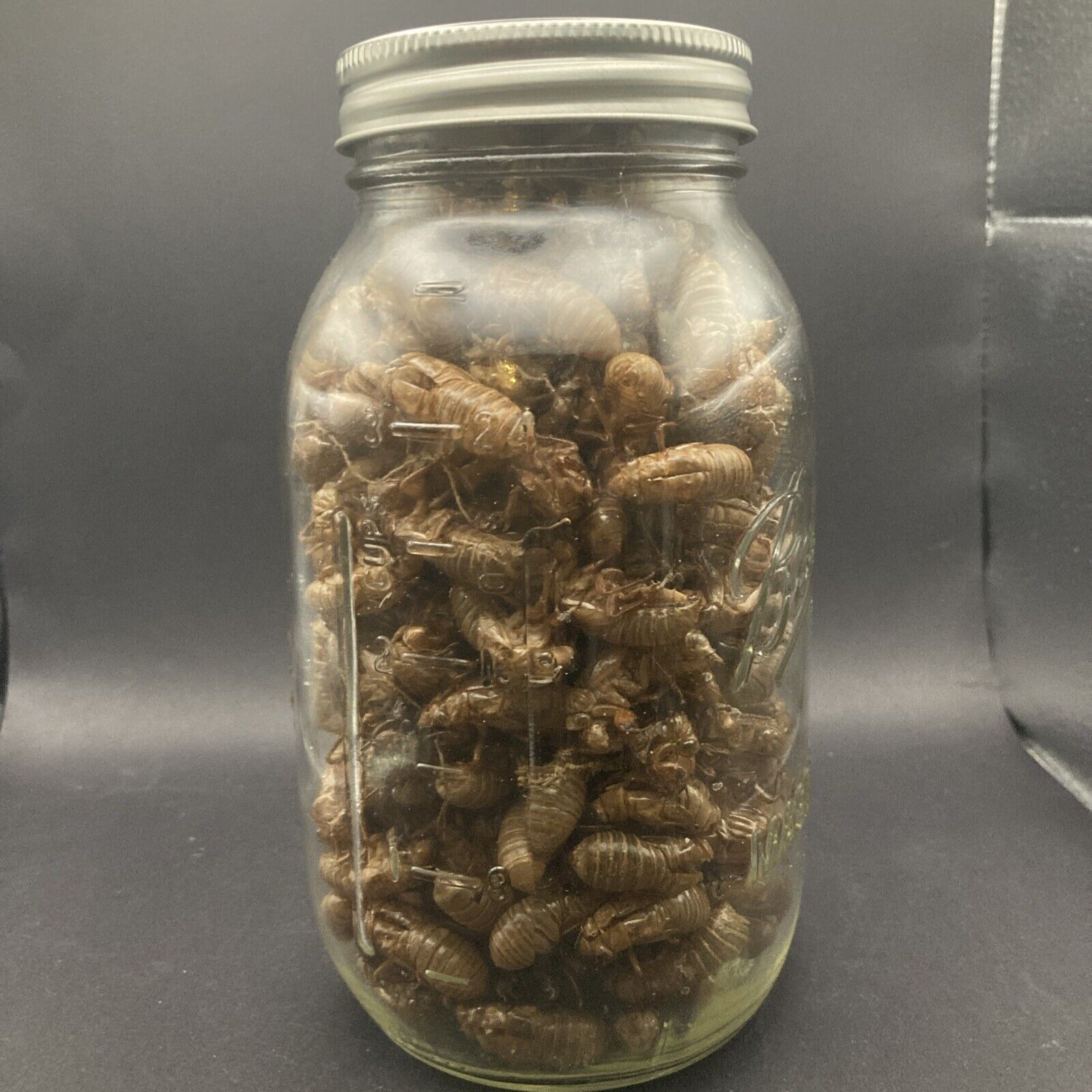 17yr Cycle Cicada Rare 2024 Molting Shells Crafts, Entomology Approx 160ct LotB