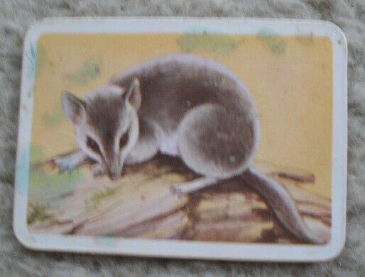 Tuckfield's Australiana Series Animal Fat Tailed Marsupial Mouse Vintage Card.