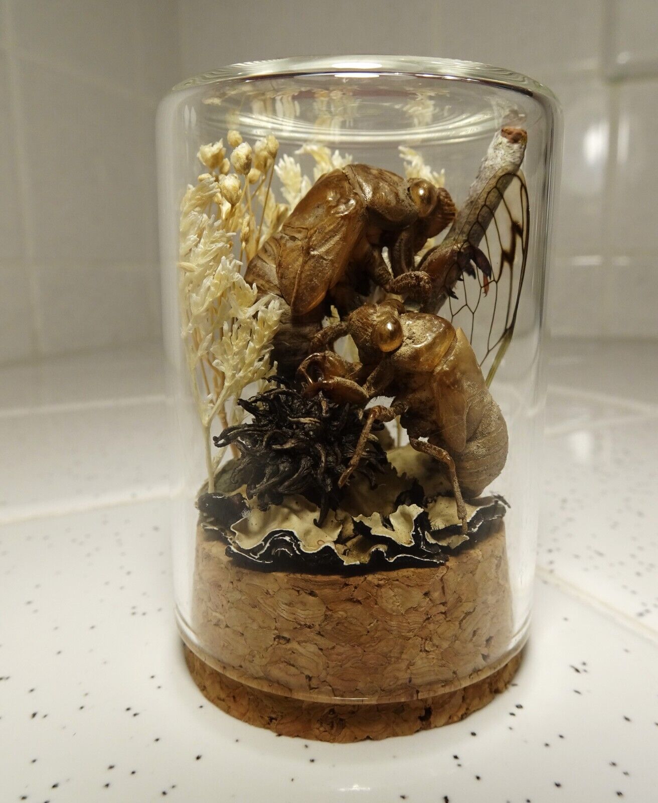 Two Cicada Skins Oddity Jar dried flowers moss cicada wing curiosity taxidermy