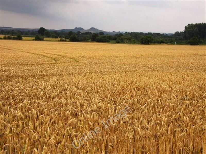 Photo 6x4 Field of wheat looking towards Wittenham Clumps Golden Balls  c2009