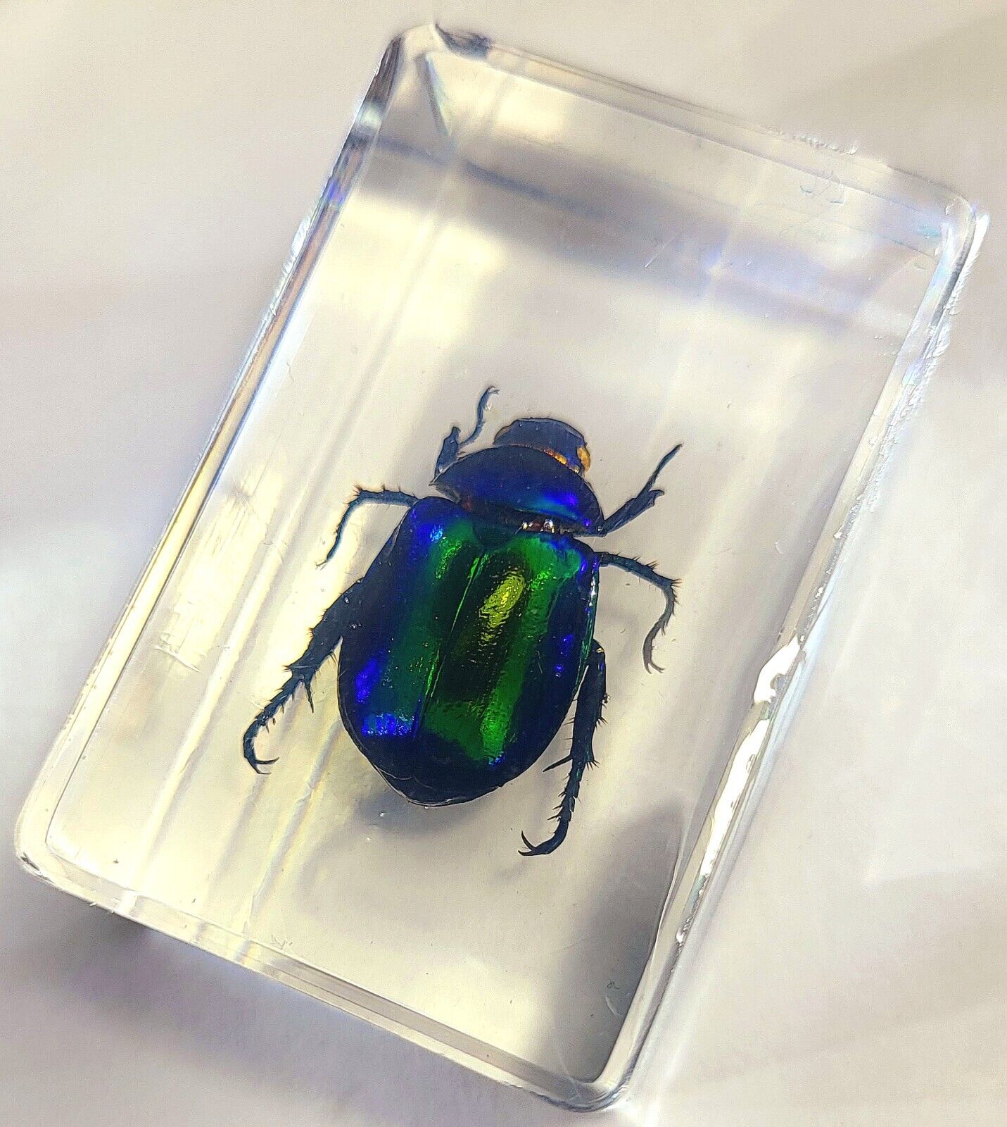 44mm Real Colorful Scarab Beetle in Clear Lucite Science Education Specimen