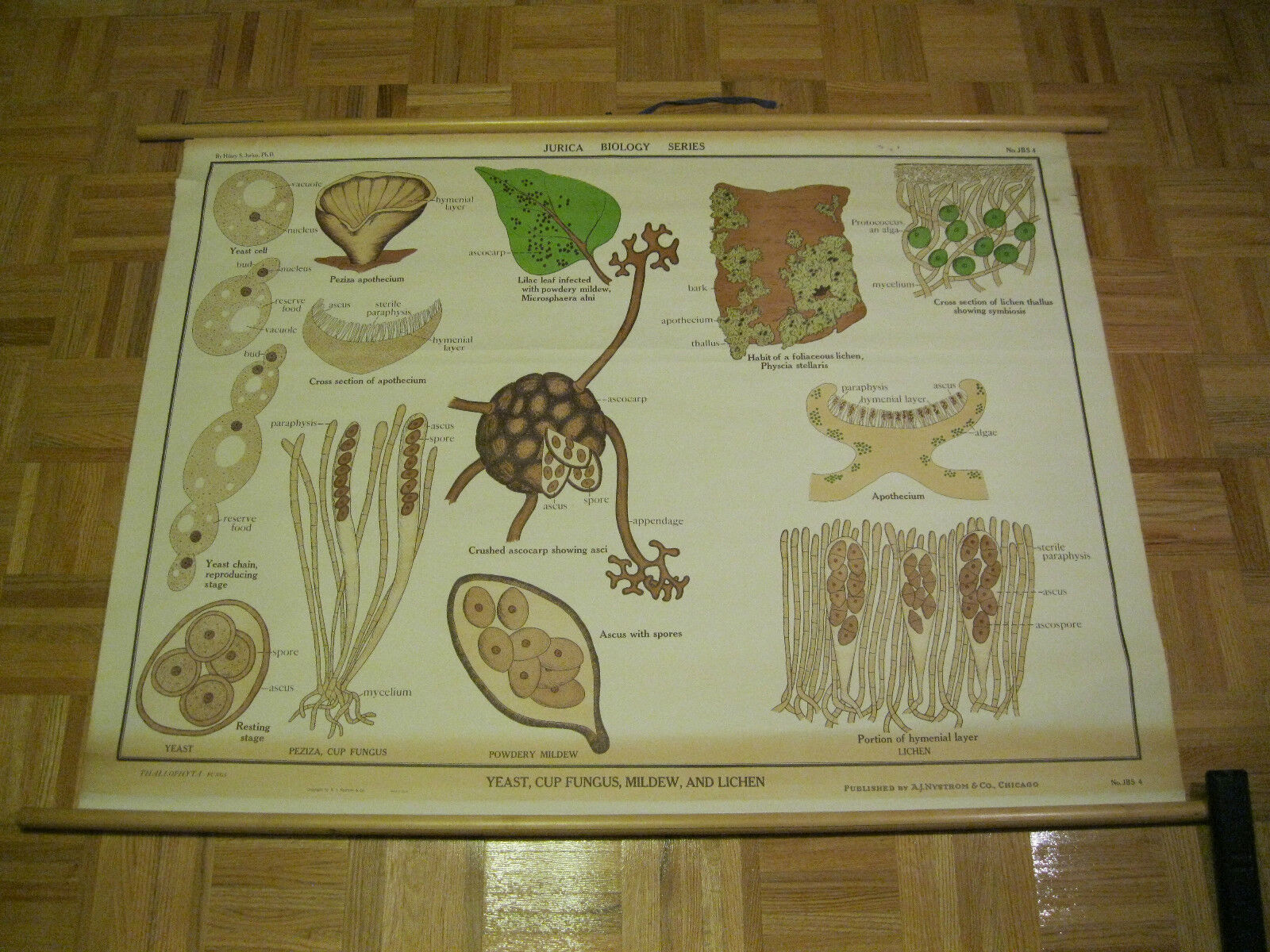 Jurica Biology Yeast, Cup Fungus, & Mildew Aj Nystrom & Co Chicago Science Chart