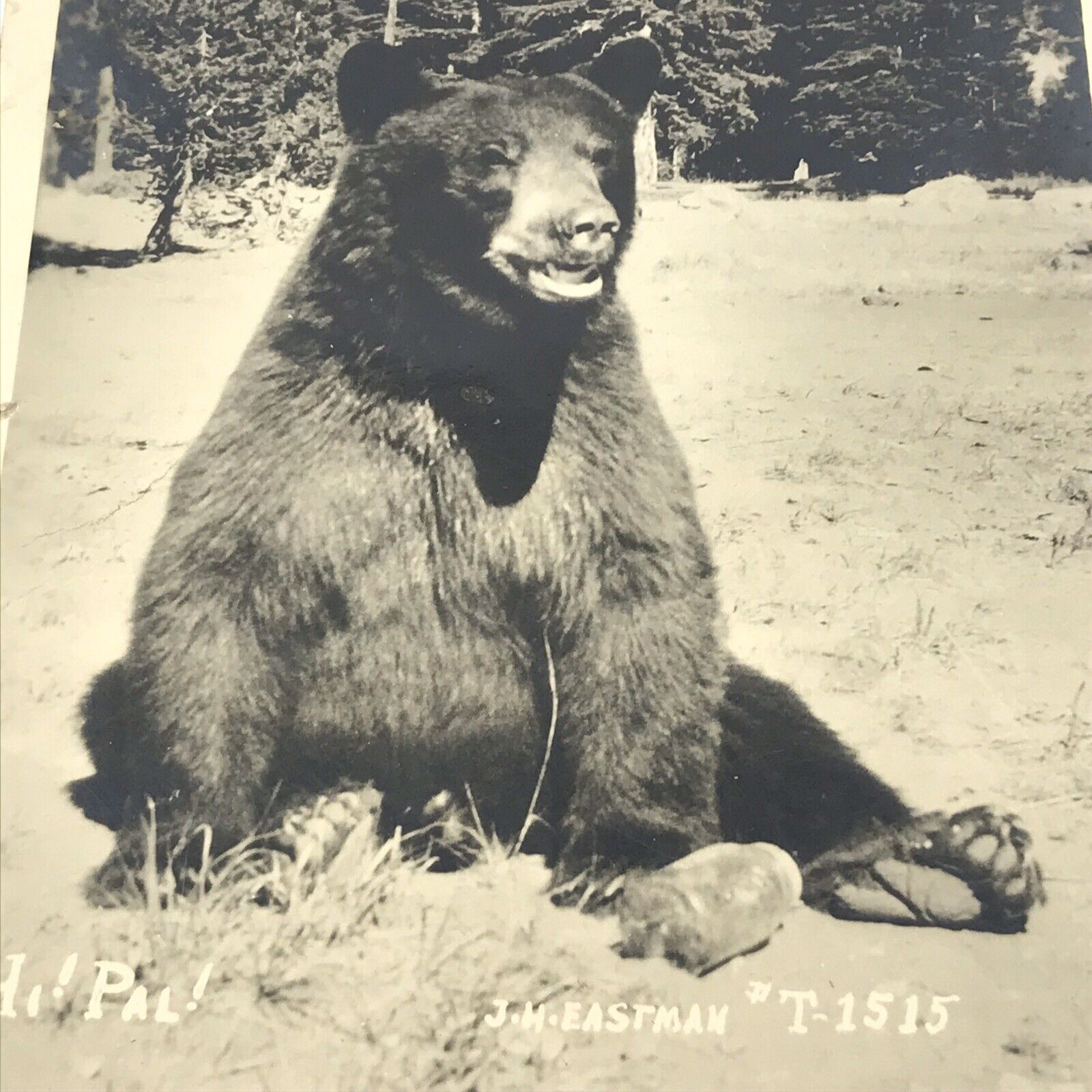 Vintage 1941 Washington Postcard Bear Posed