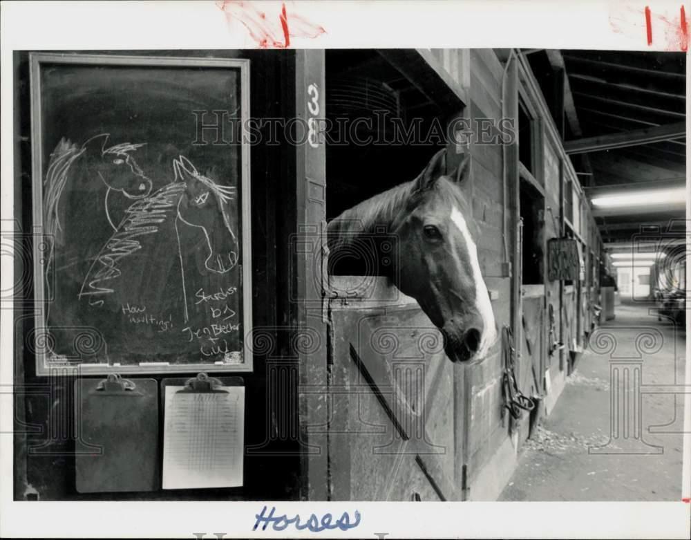 1988 Press Photo Stardust Race Horse at Ox Ridge Hunt Club Stables in Darien