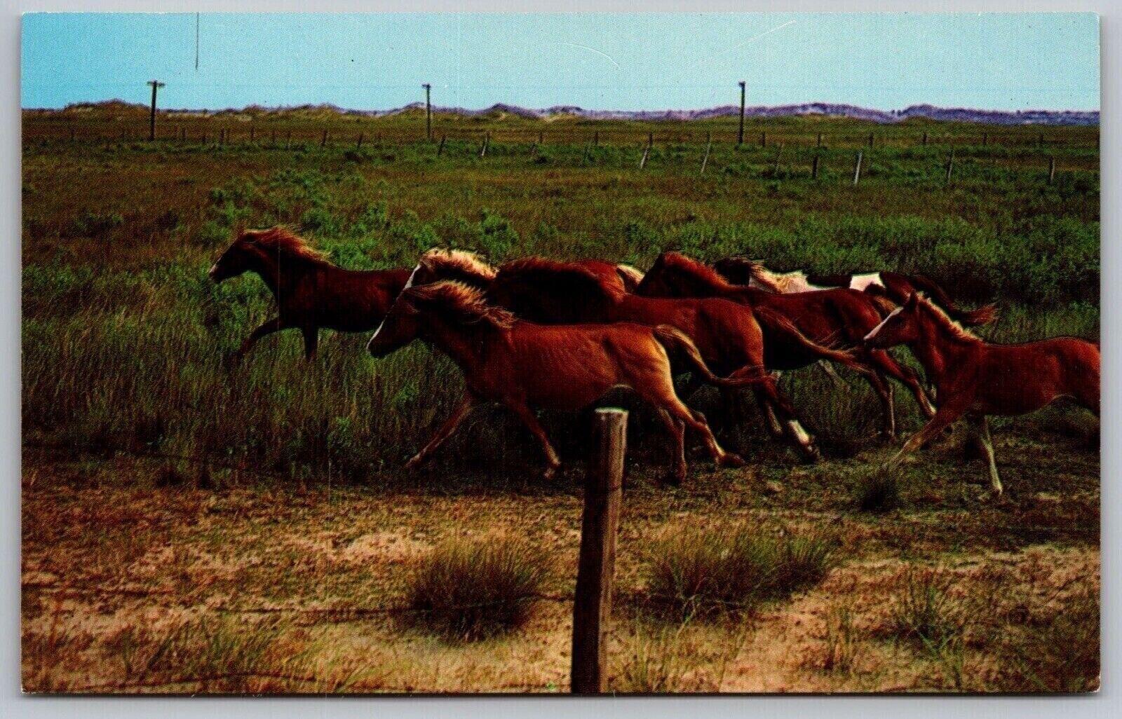 Ocracoke Island North Carolina National Park Range Horses Chrome Postcard