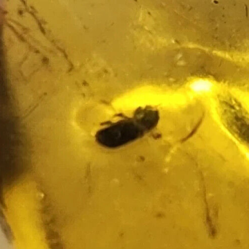 Dominican Amber with Insect Inclusion - Oligocene Fossil