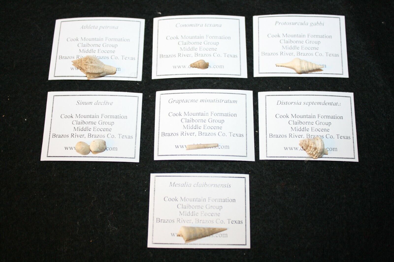 Eocene Cook Mountain Formation fossil gastropod mollusc collection 7 species