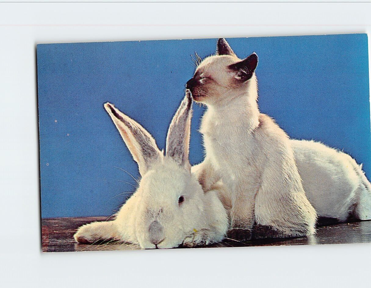 Postcard Siamese Kitten and a Bunny