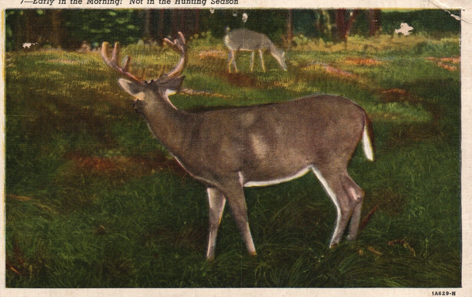 Vintage Postcard 1930\'s Early in the Morning Not in the Hunting Season Deer