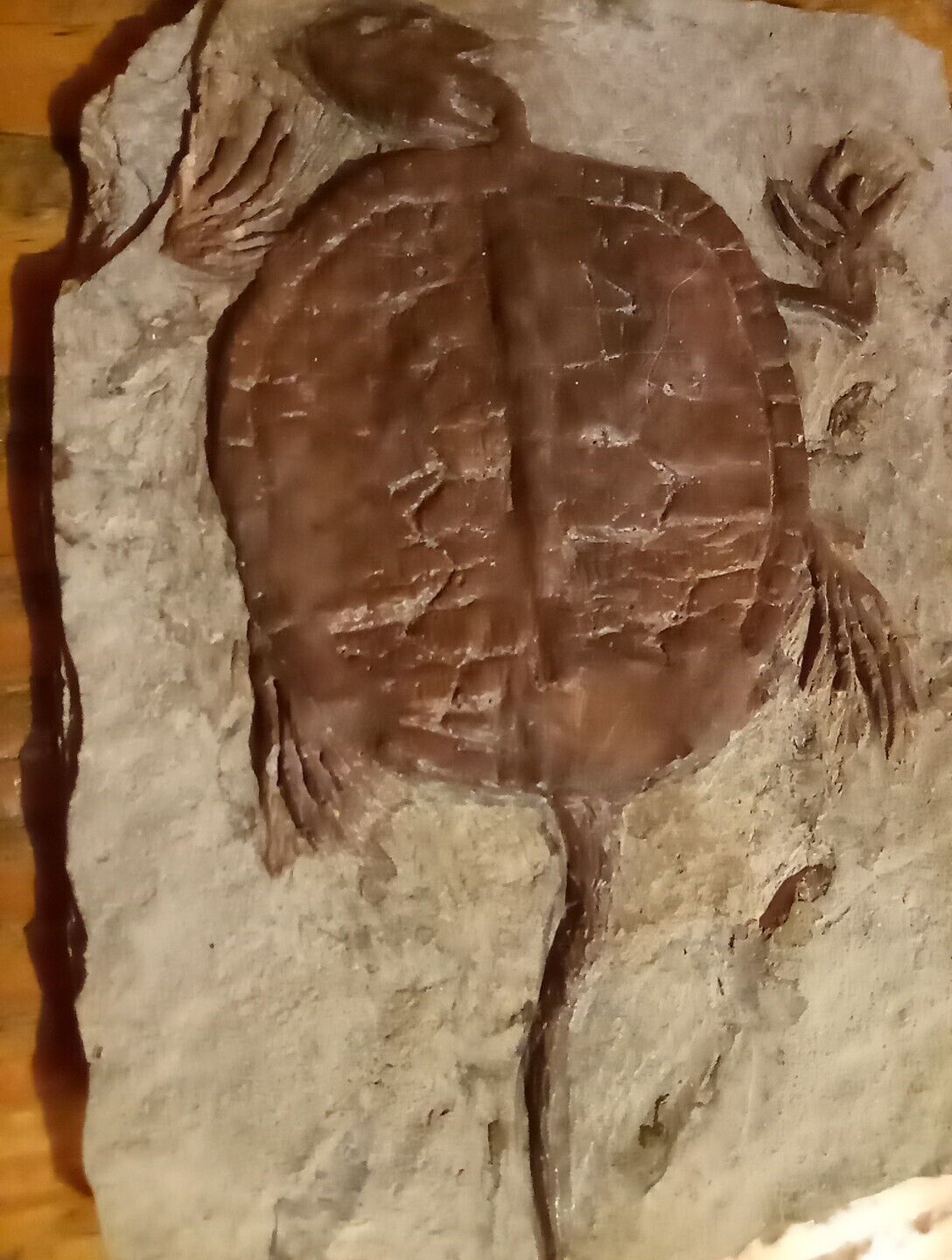 Manchurochelys liaoxiensis Turtle Fossil- Real Fossils From Mongolia Collection 