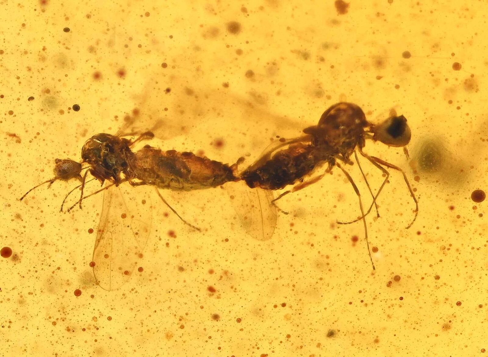 Rare Mating Brachycera (Flies), Fossil inclusion in Burmese Amber