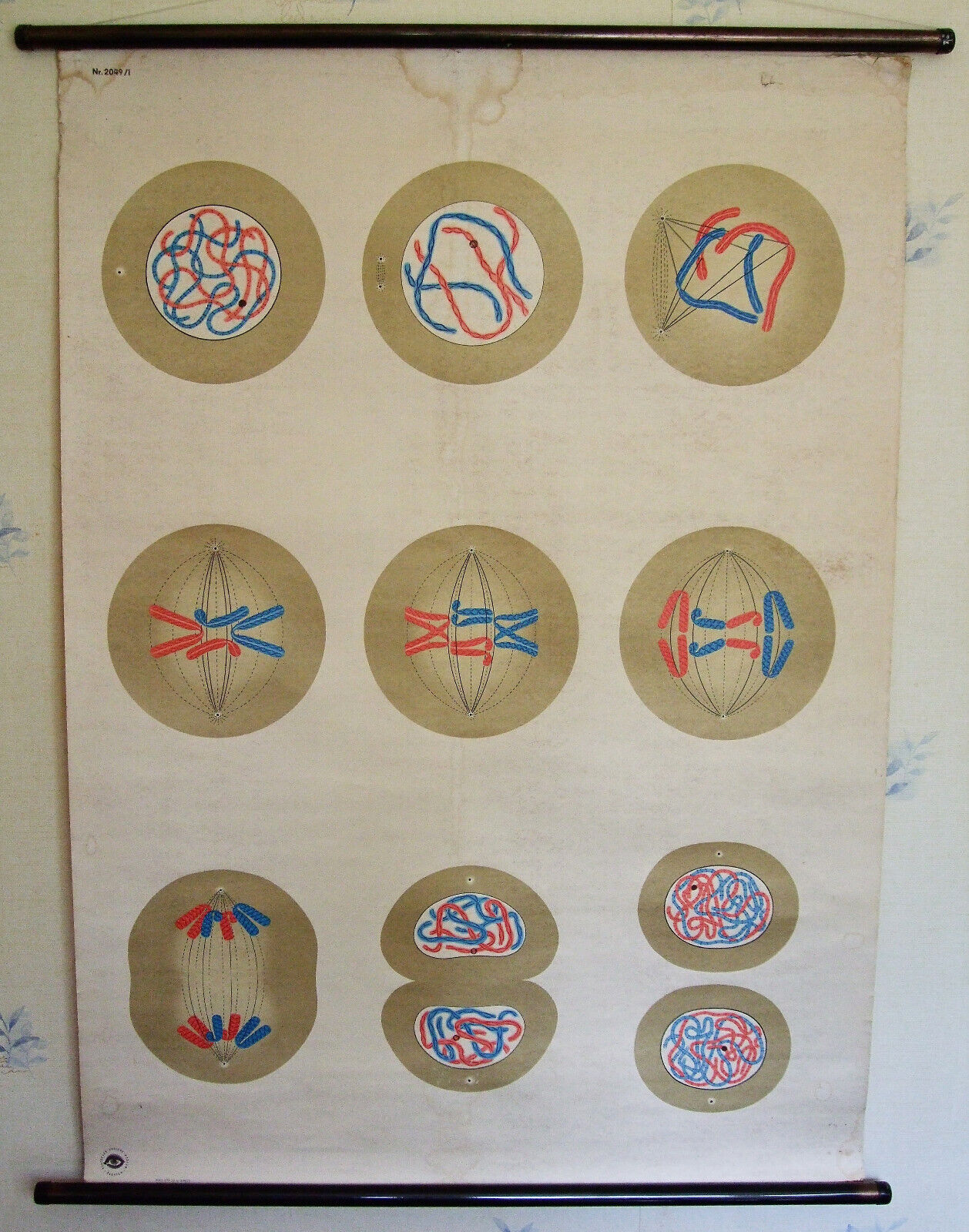 Vintage SCIENCE EDUCATION CHART - BIOLOGY: MITOSIS (CELL DIVISION) ; 1970s.