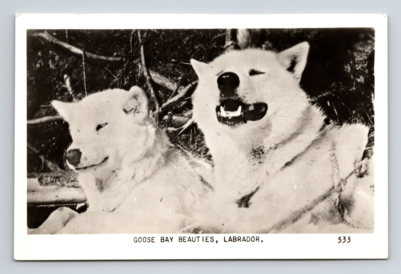 RPPC Two White Dogs Husky Akita? Labrador Goose Bay Labrador Real Photo Postcard