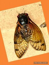 👒 2024 Brood 17yr Cicada XIX~Open Wing~Specimen~ Alabama picture