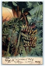 1906 Bananas Fruit Tree Sunset Farm Antique Vintage Posted Florida FL Postcard picture